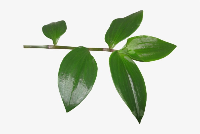 Hojas - Tree, transparent png download