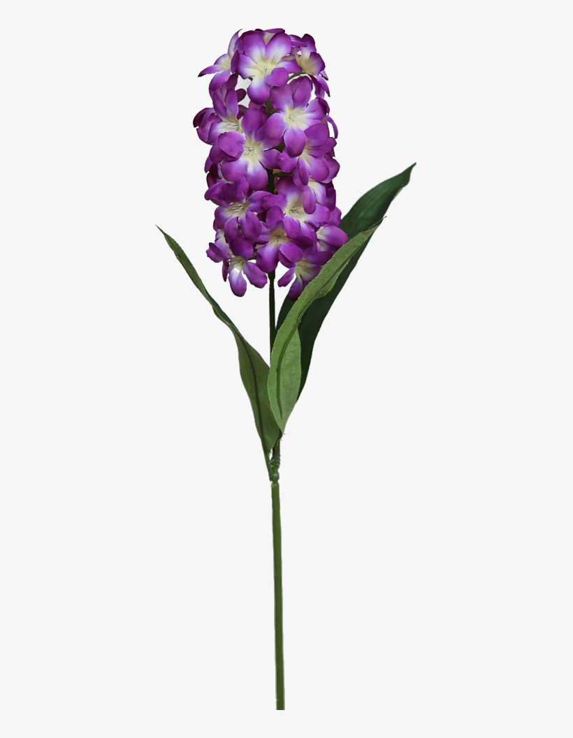 Cattlianthe Jewel Box, transparent png download