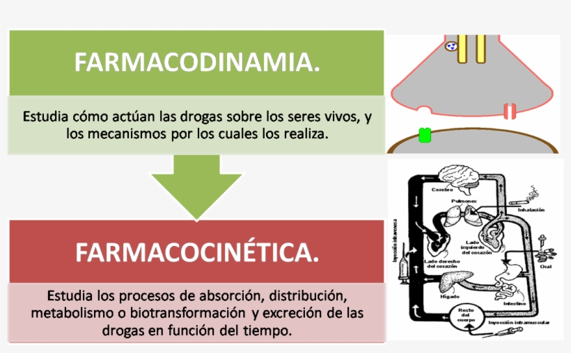 File - Farmacocinetica - Wikimedia Commons - Diagram, transparent png download