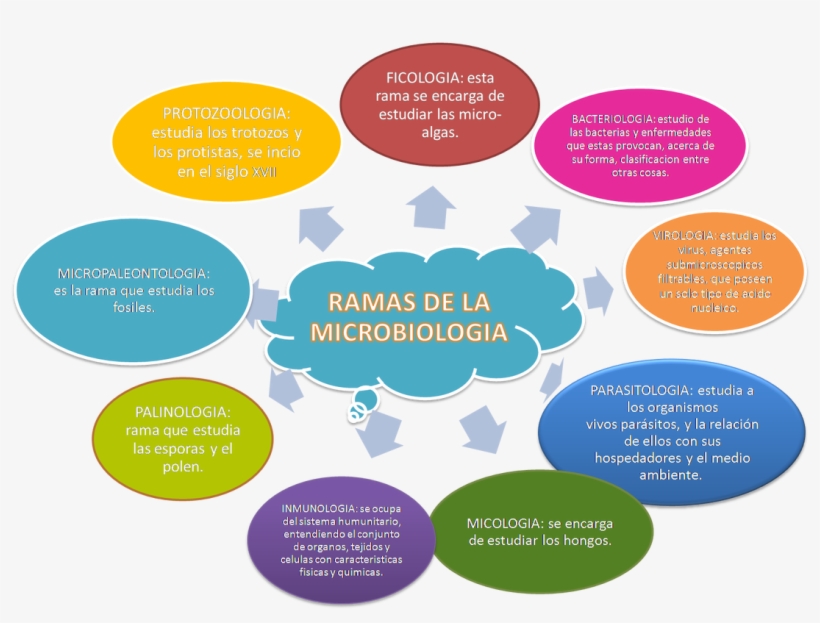 Microbiology Branches, transparent png download
