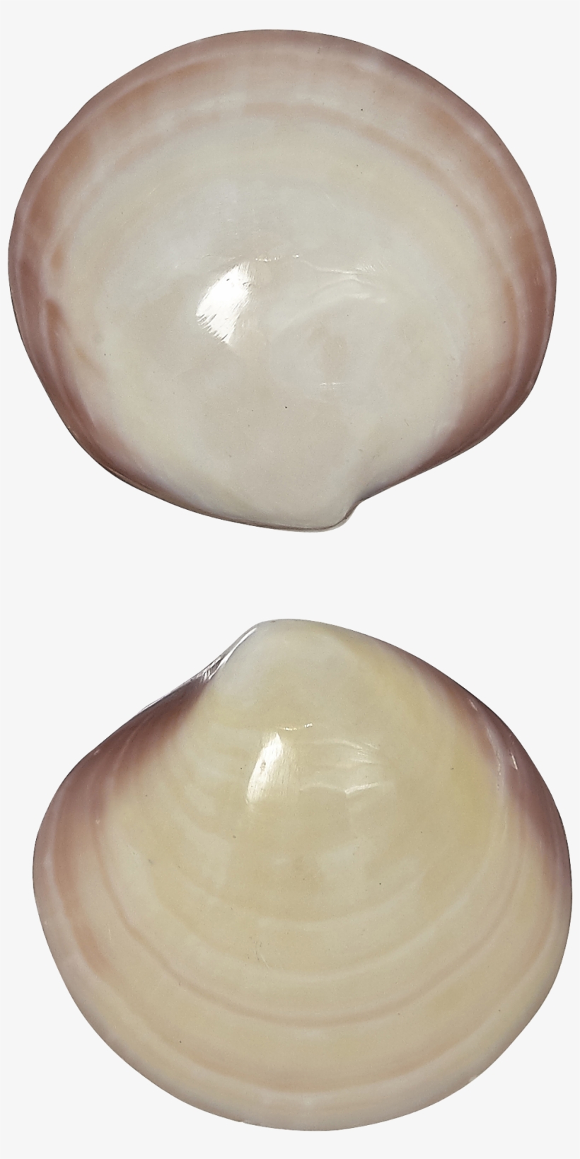 Baltic Clam, transparent png download