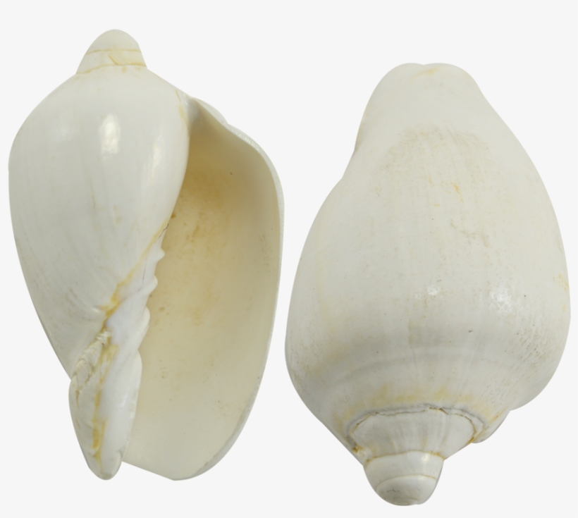Conch, transparent png download