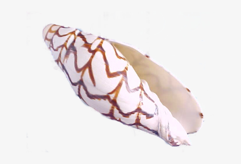 Volutidae - Geography Cone, transparent png download