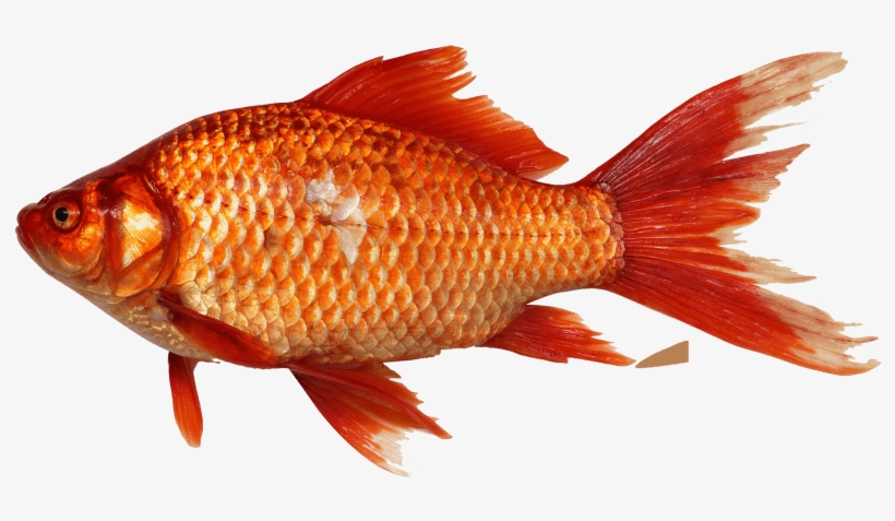 Free Png Goldfish Png Images Transparent - Fish Png, transparent png download