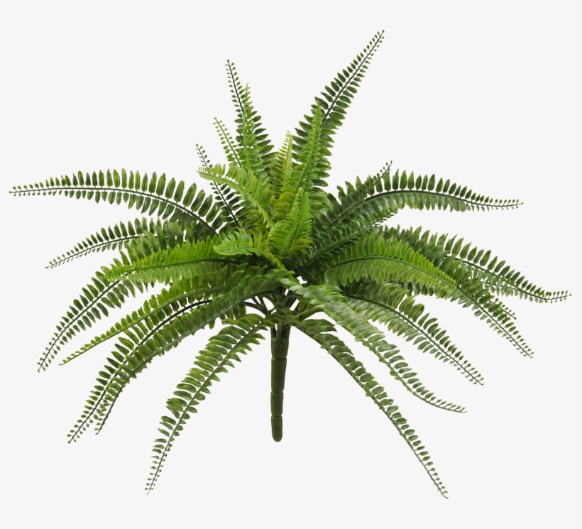 20" Plastic Boston Fern Bush - Fern, transparent png download
