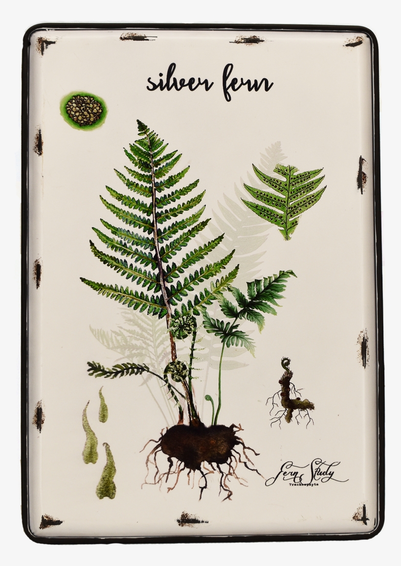 Image - Fern, transparent png download