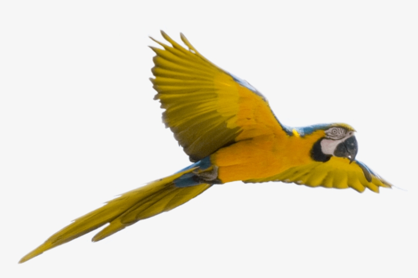 Free Png Bird Flying Transparent Background Png Image - Flying Bird No Background, transparent png download