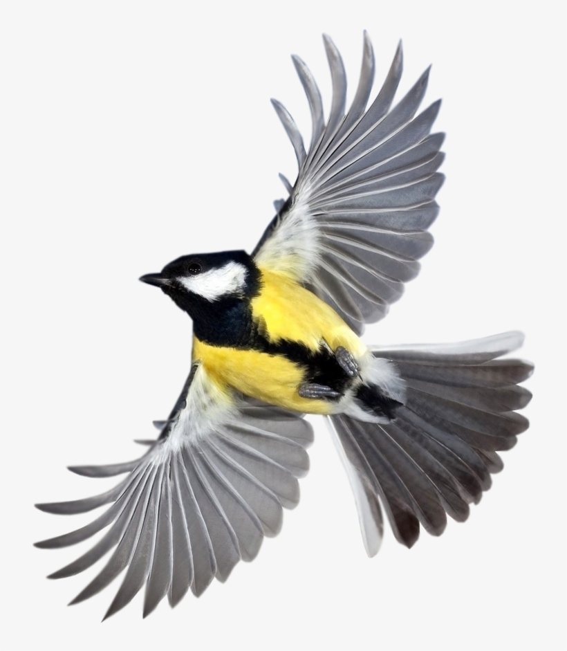 Tit Bird Flying Small 988 - Birds Flying Close Up, transparent png download