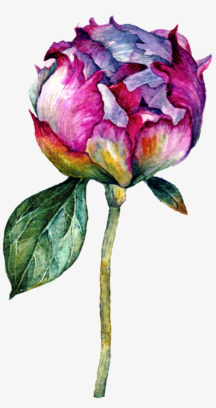 Hand Drawn Flower Vector - Illustration, transparent png download