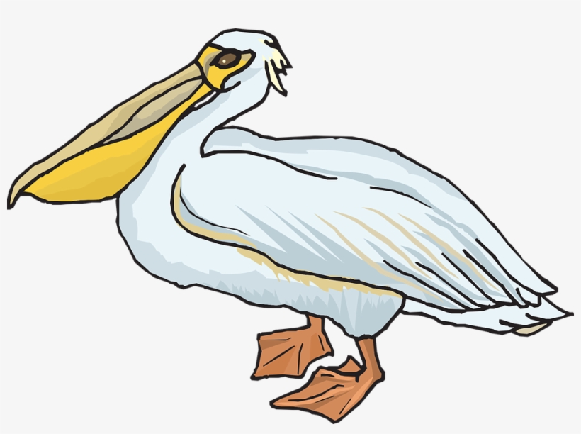 Pelican Clipart, transparent png download