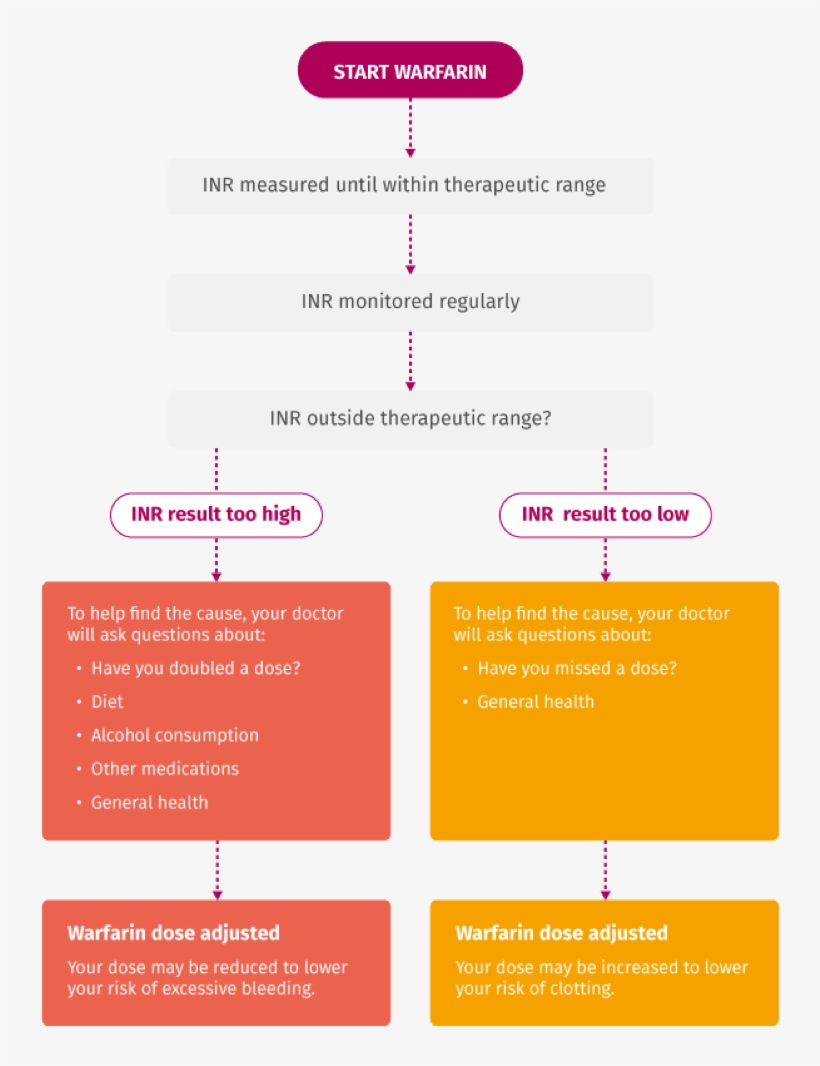 Flow Chart Of Warfarin Vkas Therapy And Inr Testing3 - Difference Between Normal And Therapeutic Diet, transparent png download