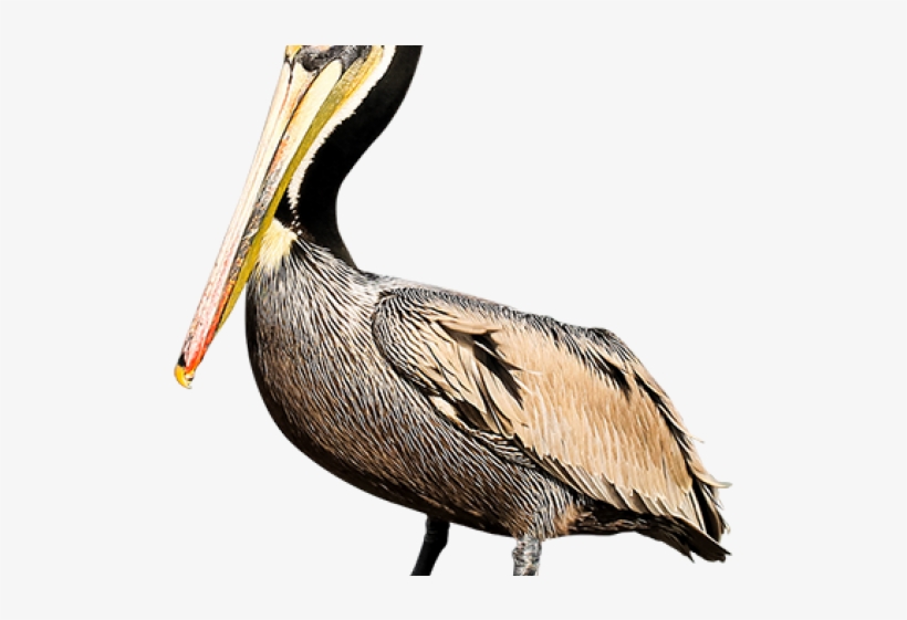 Pelican Clipart Brown Pelican - Brown Pelican, transparent png download