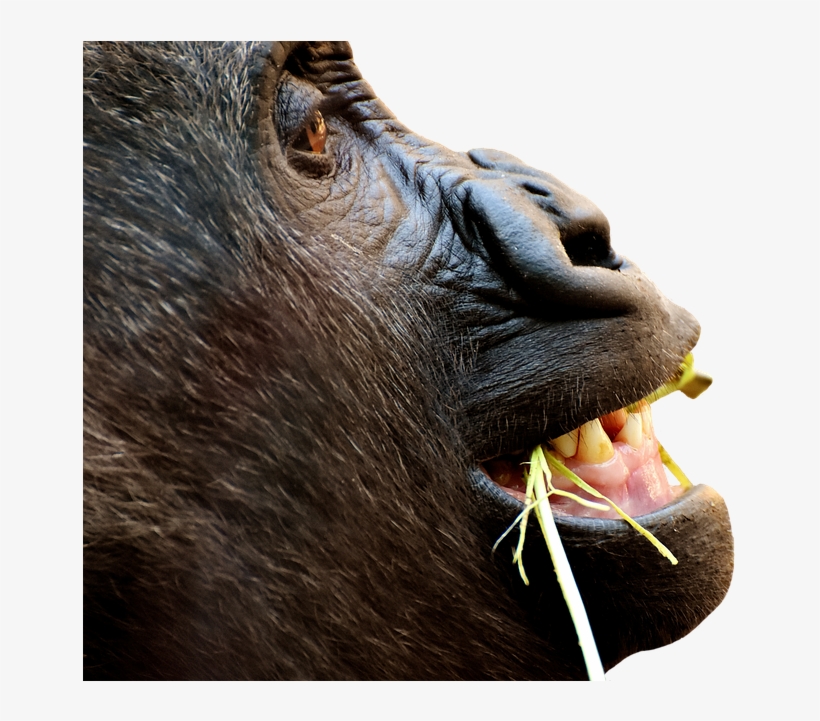 Gorilla, Monkey, Funny, Animal, Zoo, Furry, Omnivore - Photography Filling The Frame, transparent png download