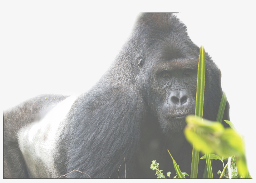 Eatern Lowland Gorilla - Simio Mas Grande Del Mundo, transparent png download