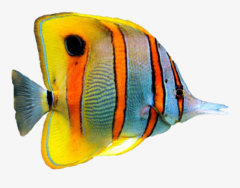 Goldfish - Рыбки Картинки Без Фона, transparent png download