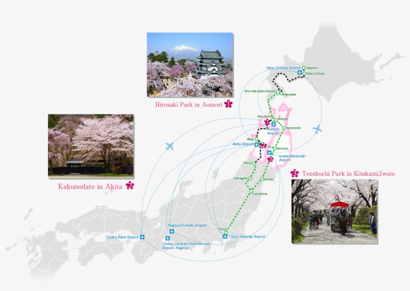 Access - Cherry Blossom, transparent png download