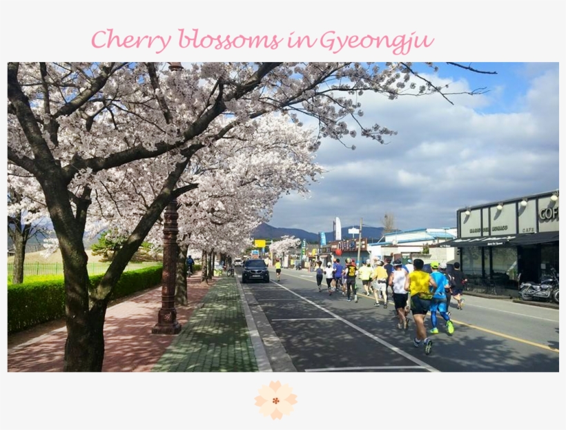 [cherry Blossoms In Gyeongju] - Cherry Blossom, transparent png download