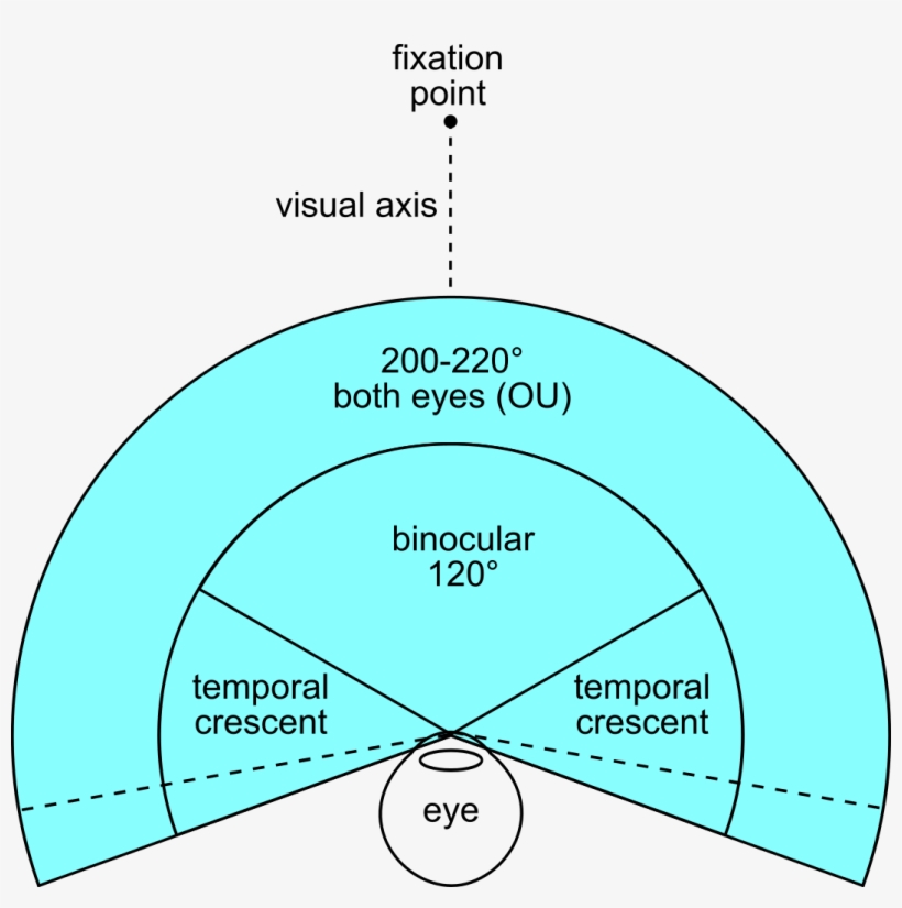 Fov Both Eyes Binocular Field Of View Humans PNG Image Transparent