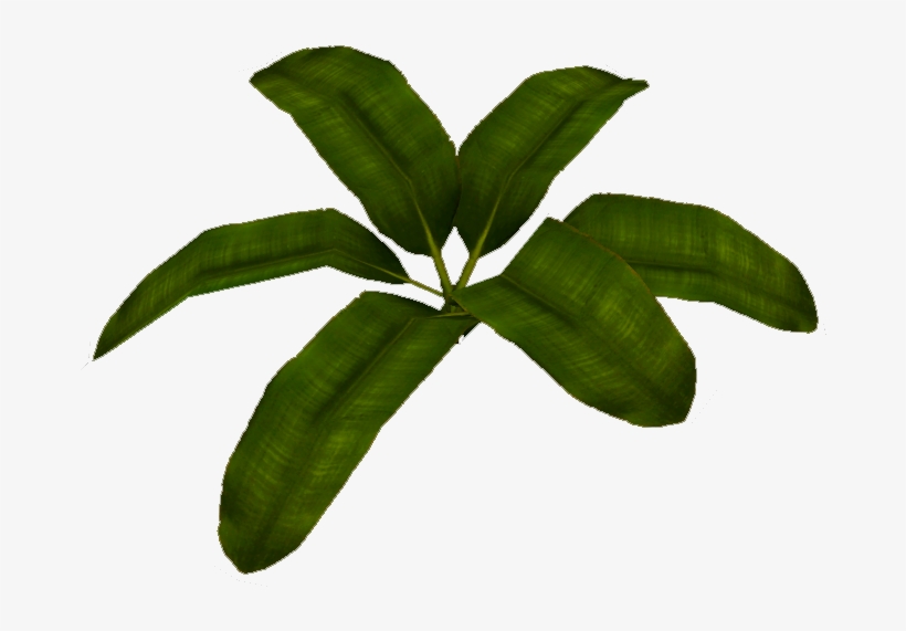 Banana Leaf Vascular Plant PNG Image Transparent PNG Free Download