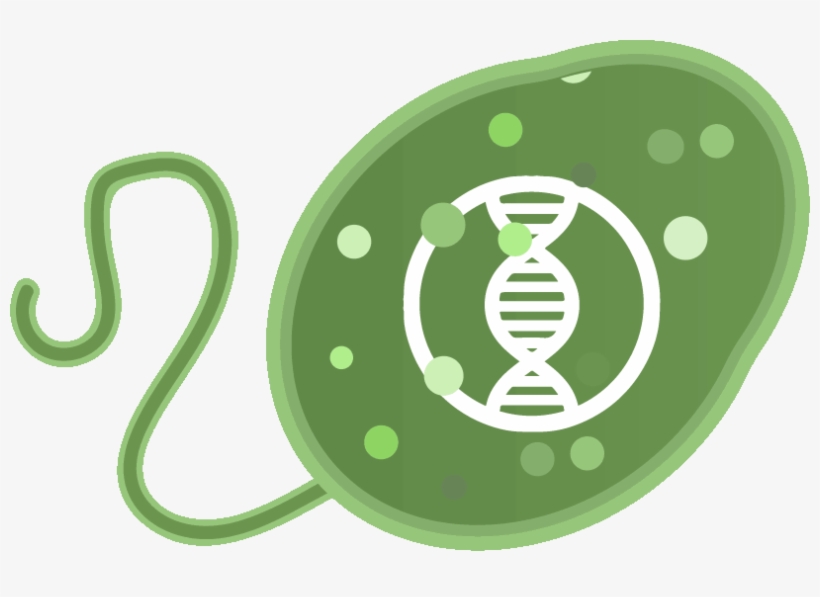 Http - //2018 - Igem - Org/wiki/images/6/60/t Marburg - Bissendorfer Panther, transparent png download