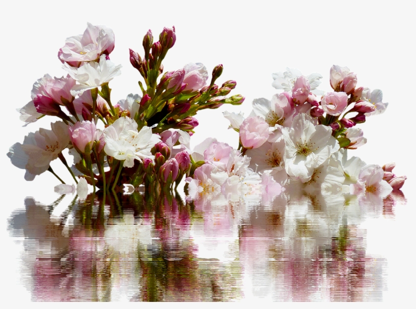 Cherry - Bouquet, transparent png download