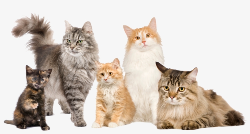 Our Services - Cat Family Of 5, transparent png download