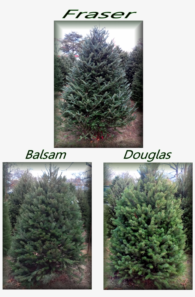 856 228 2247 Blackwood Christmas Trees - Mexican Pinyon, transparent png download