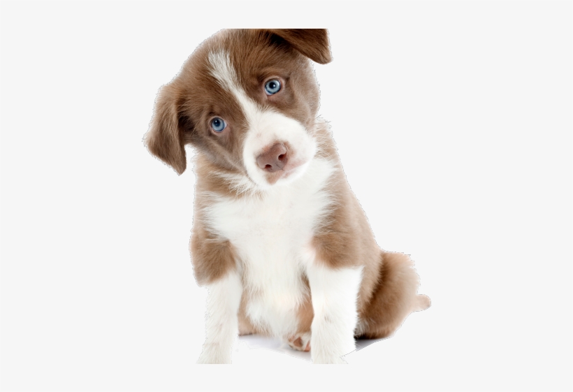 Collie Clipart Cute Puppy - Dog Cute Pictures Png, transparent png download
