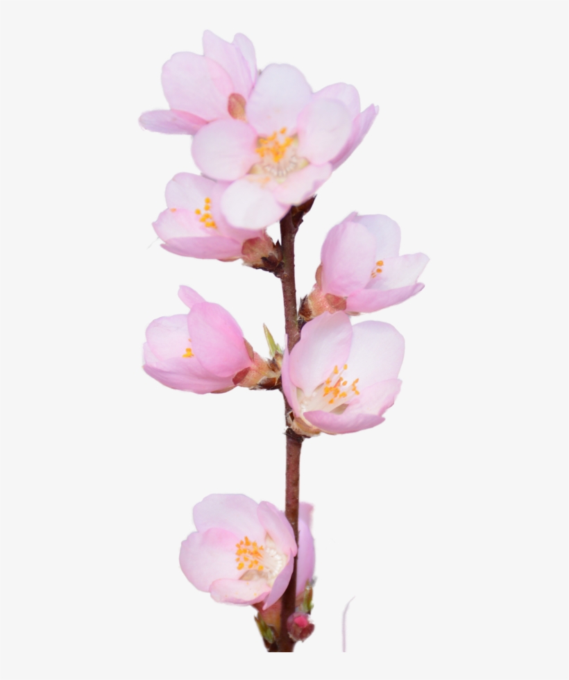 Cherry Blossom - Rosa Rubiginosa, transparent png download