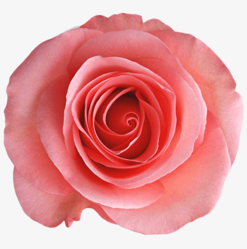 Transparent Rose Png - Rose, transparent png download