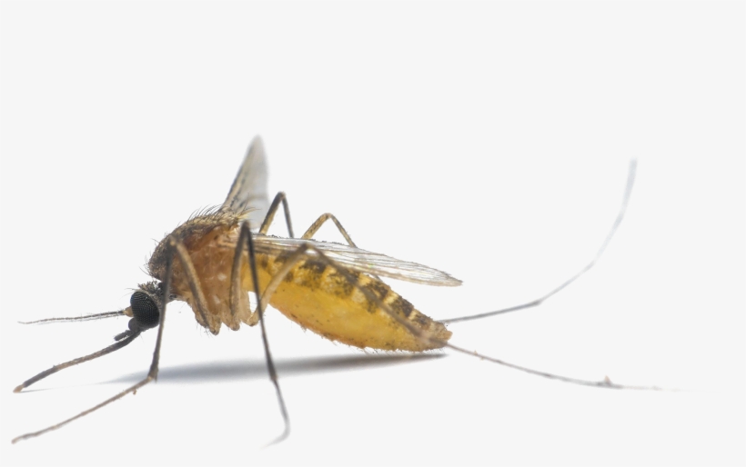 Mosquito Png - South Carolina Mosquito, transparent png download
