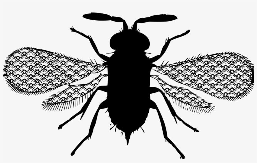 Download Png - Bee, transparent png download