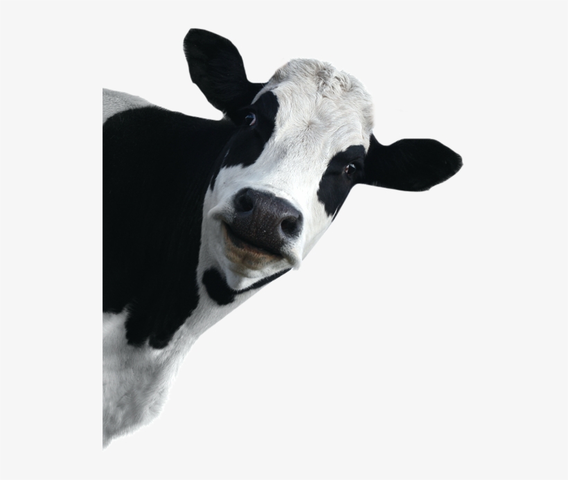Supporting Western Australian Farmers - Dairy Cow White Background, transparent png download