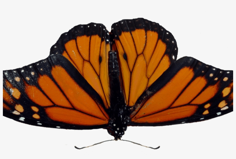 Brown Butterfly Clip Art Hot Trending Now Yellow Butterfly - Monarch Butterfly, transparent png download