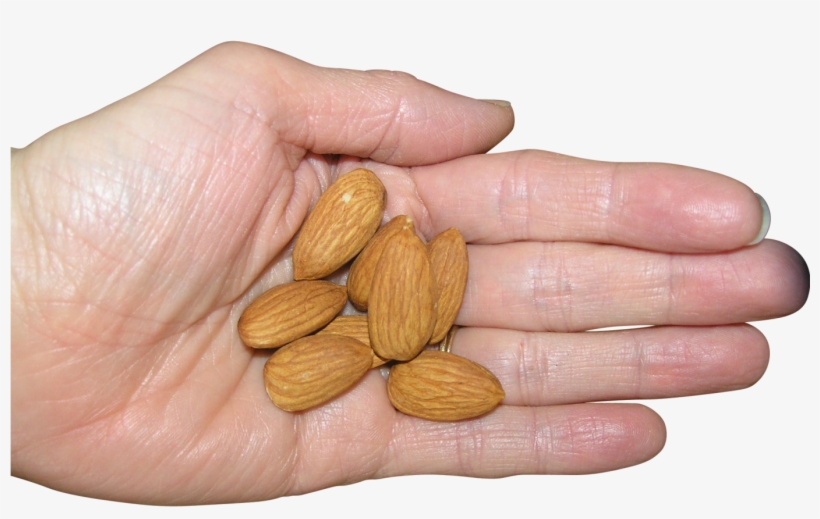 Almonds In Palm Png Image - Badam In Hand, transparent png download