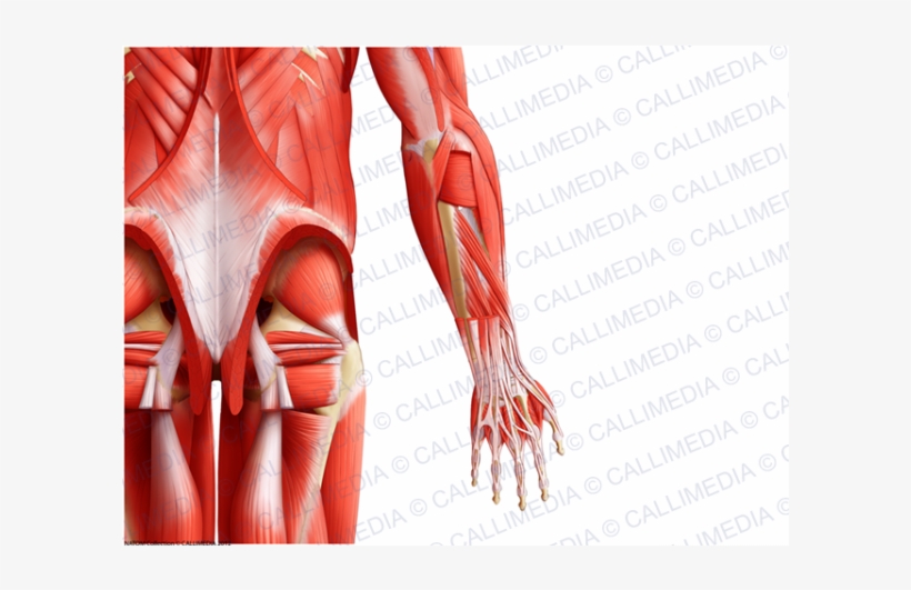 Posterior Arm Muscles - Arm, transparent png download