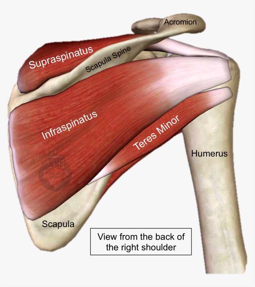 The Subscapularis Muscle Is The Largest Of The Rotator, transparent png download
