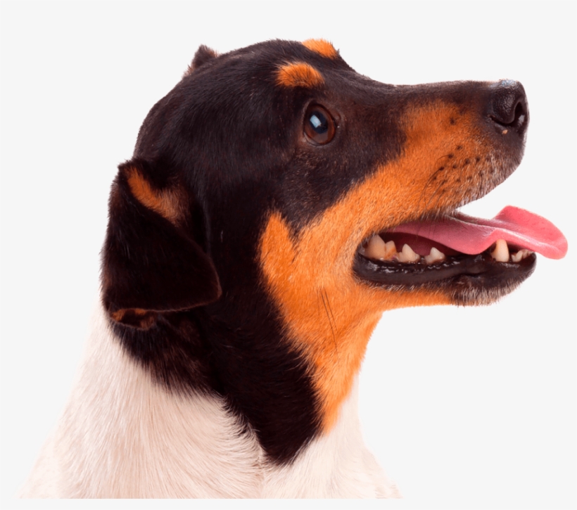 Conga´s Pet Hotel - Companion Dog, transparent png download