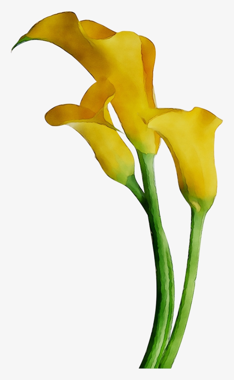 Arum-lily Lilies Cut Flowers Yellow Arum Bog Clipart - Iris, transparent png download