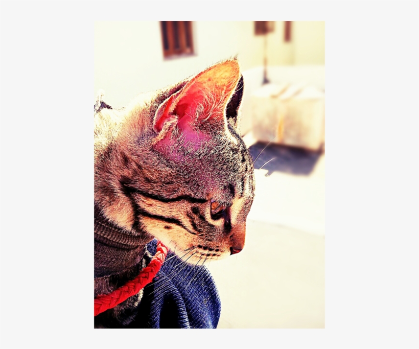 My Cat - Cat Yawns, transparent png download