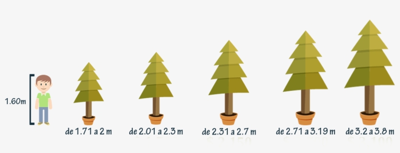 Tamaños De Árboles De Navidad - Venta De Arboles De Navidad Naturales En Amecameca, transparent png download