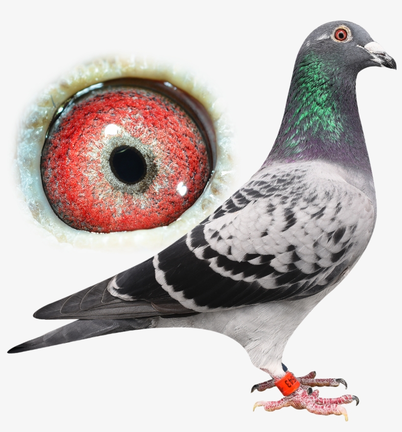 His Sire Is Son Usain Bolt - Stock Dove, transparent png download