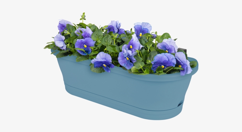 Home > Collection > Corsica Easy Balcony - Stemless Gentian, transparent png download