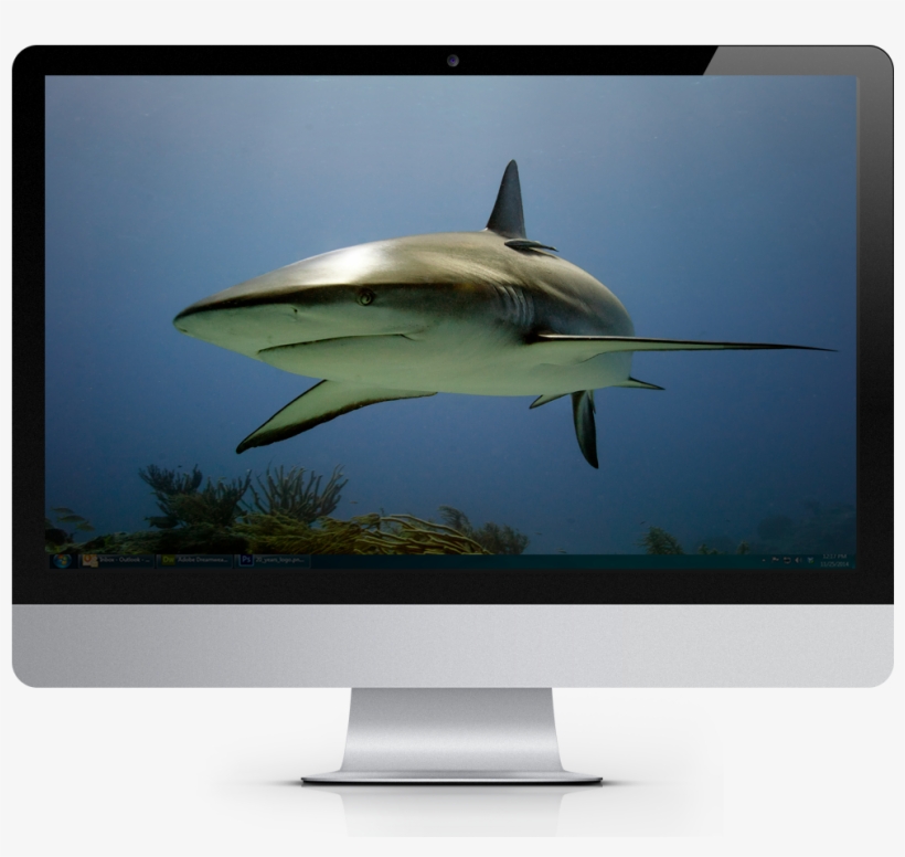 2019 Tropical Fish Calendar Windows Theme - Led-backlit Lcd Display, transparent png download