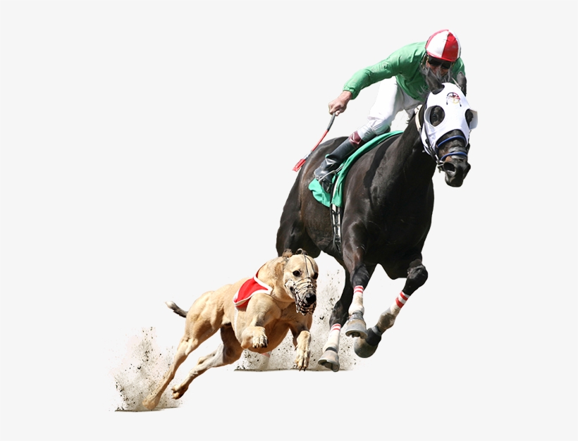 Greyhound And Horse Racing, transparent png download