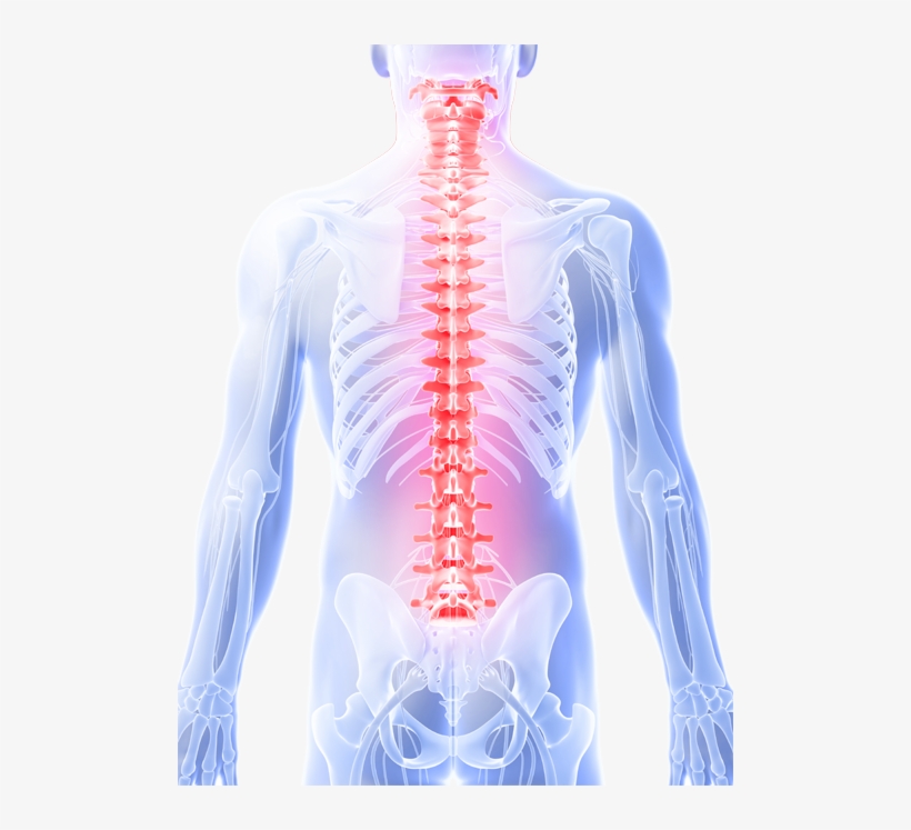 Tuesday, May 21, 2013 - X-ray, transparent png download