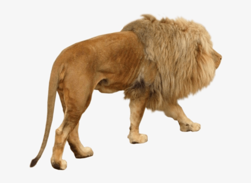 Free Png Download Lion Animal Png Images Background - Download Free Animal Like Lion, transparent png download