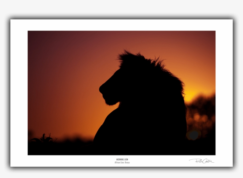 Morning Lion Afrian Wildlife Photography Fine Art Print - Silhouette, transparent png download