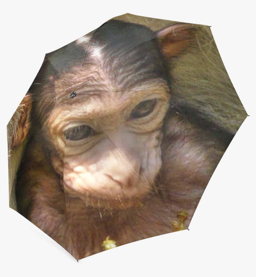 Common Chimpanzee, transparent png download