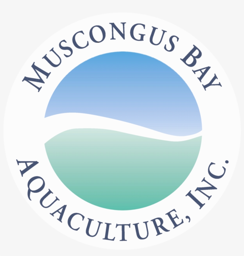 Muscongus Circle Translusent - Circle, transparent png download